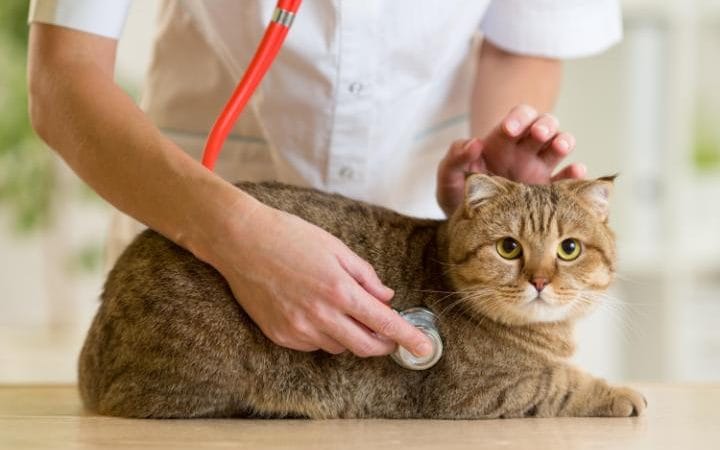 Tick News: Deadly Tick Disease From Cat To Human