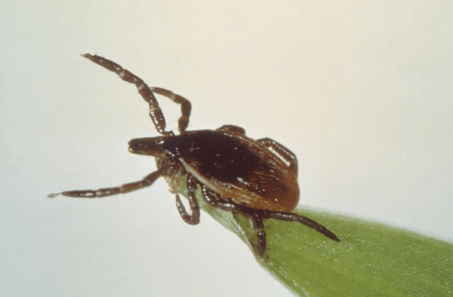Summer Tick Guide: 4 Key Tips From PBS