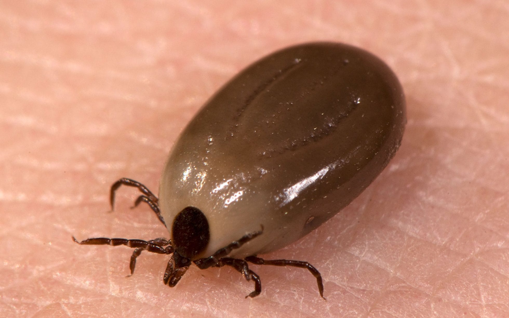France Launches “Tick Alert” App: Lyme Disease Increasing