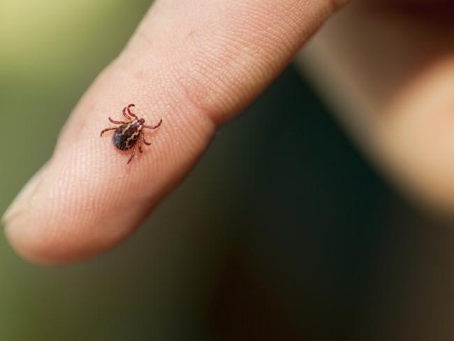 Ticks In The Media: Manly Daily Reports on Ticks in Warm Weather