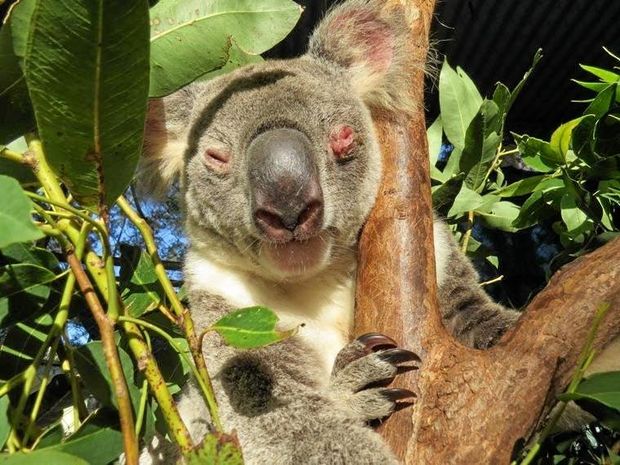 Ticks In The News: Northern Star – Ticks Are A Threat To Koalas