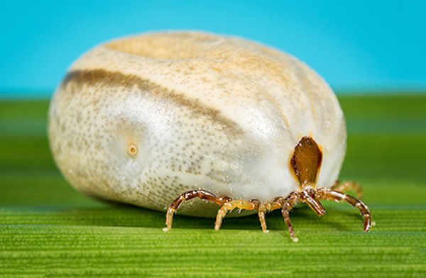 What Are Ticks? The Must-Know Facts