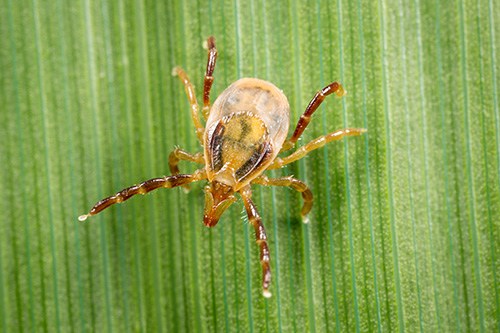 Nymph Ticks: The Top 7 Facts You Need To Know