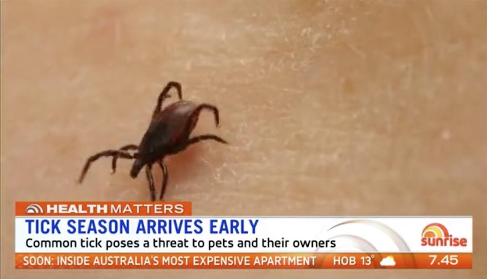 Tick Season Arrives Early In Australia