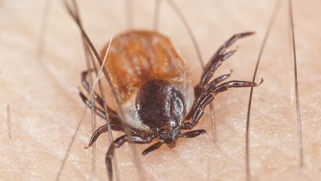Australians are spending huge amounts for treatments abroad for tick-borne diseases.