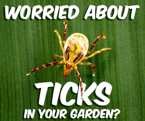 Tick Bites: The 7 Biggest Risks You Should Know
