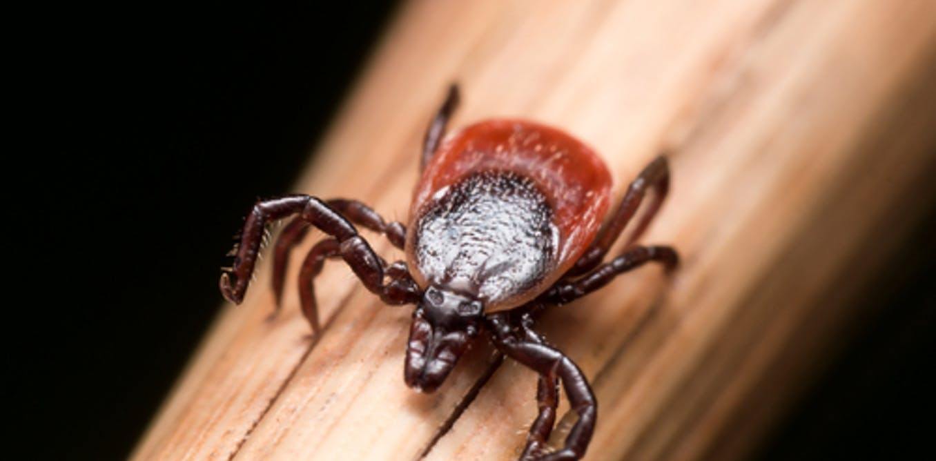 Ticks and mosquitoes bringing more diseases – what can we do?