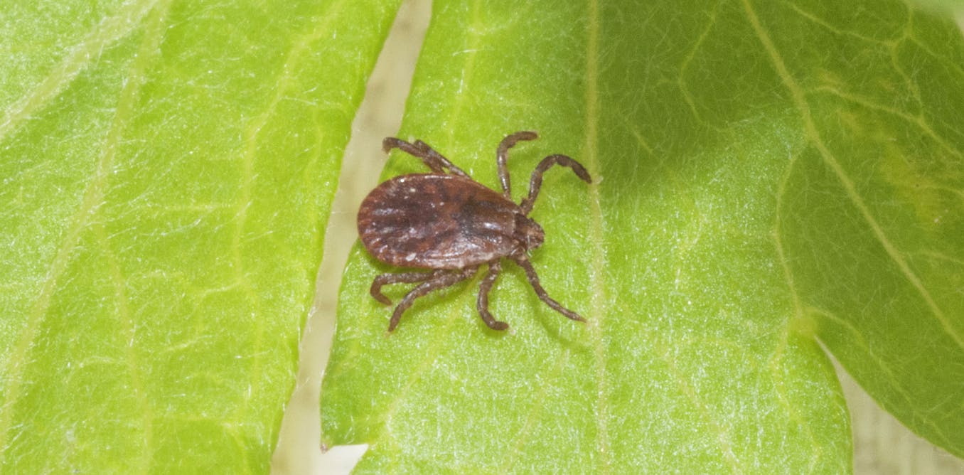 Self-cloning Asian tick causing worry in New Jersey