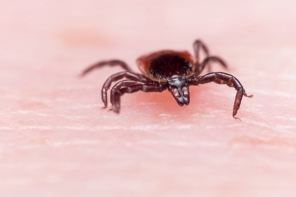 How to avoid Lyme disease in North America while ticks are hungry in the fall