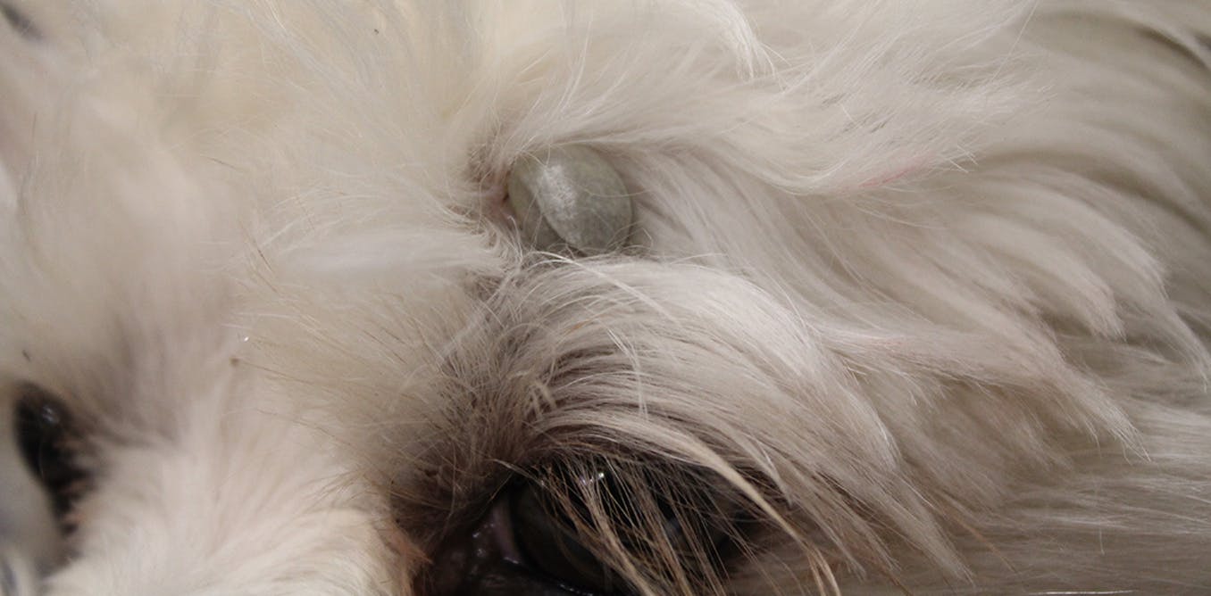 Ticked off: let’s stop our dogs and cats dying of tick paralysis this year