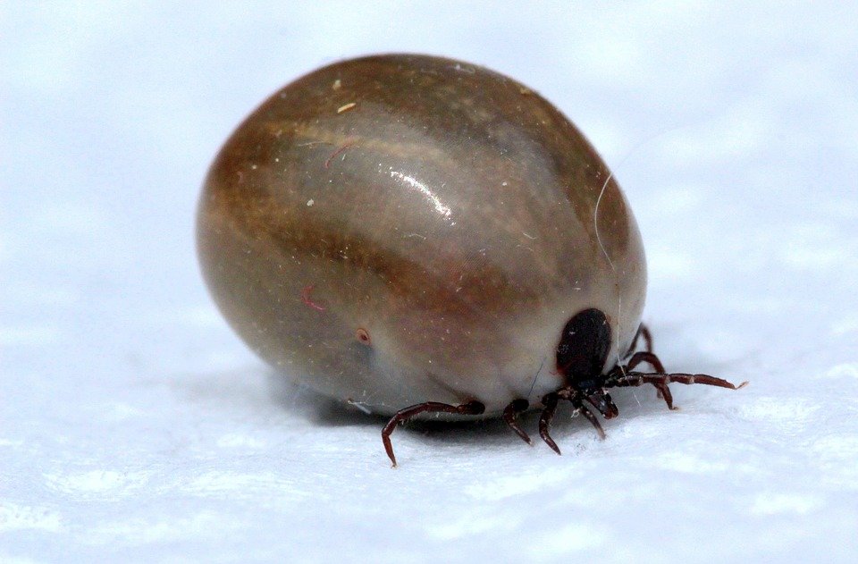 Mother and Son Catches over 70 Ticks from Home Lawn