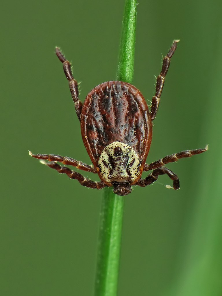 Increasing Cases of Meat Allergy From Tick Bites
