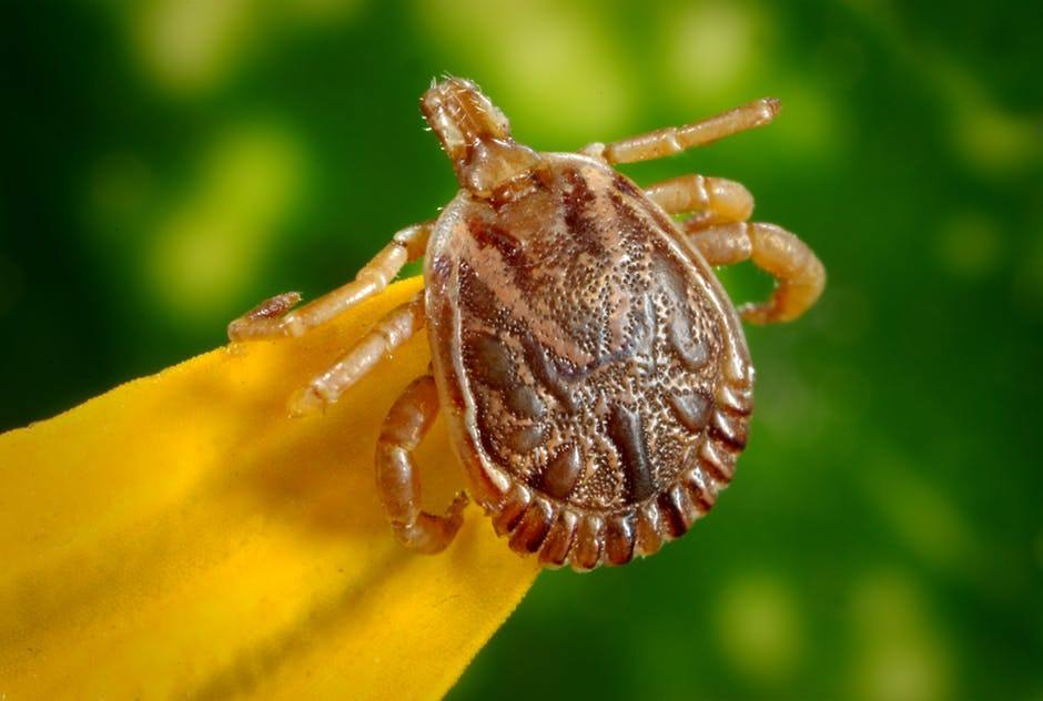 Woman Killed By Tick-Disease-Infected Cat