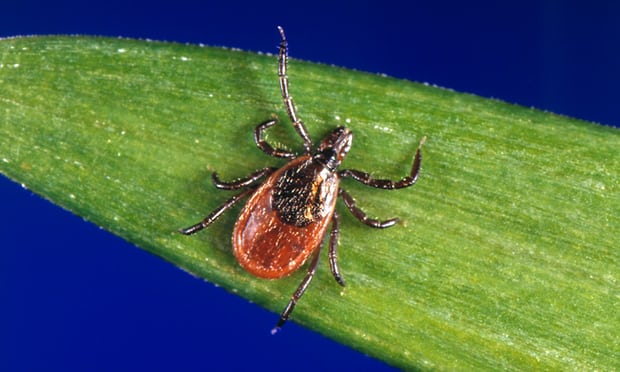 Forget Ebola, Sars and Zika: ticks are the next global health threat