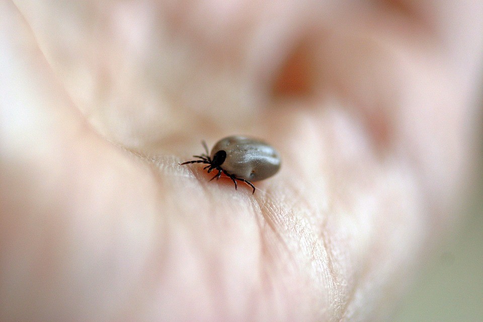 CDC: The Best Way To Remove Ticks